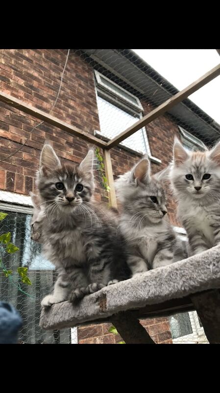 Maine Coon kittens for sale in Doncaster, South Yorkshire – 12 weeks old - Image 4 of 5