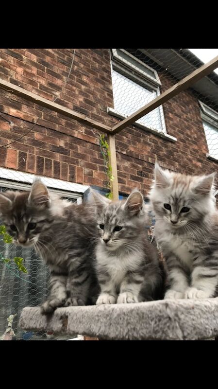 Maine Coon kittens for sale in Doncaster, South Yorkshire – 12 weeks old - Image 5 of 5