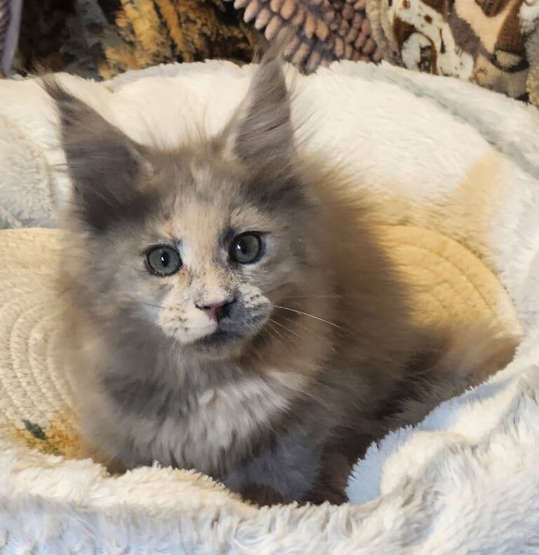 Maine Coon kittens for sale in Lozells, West Midlands – 11 weeks old