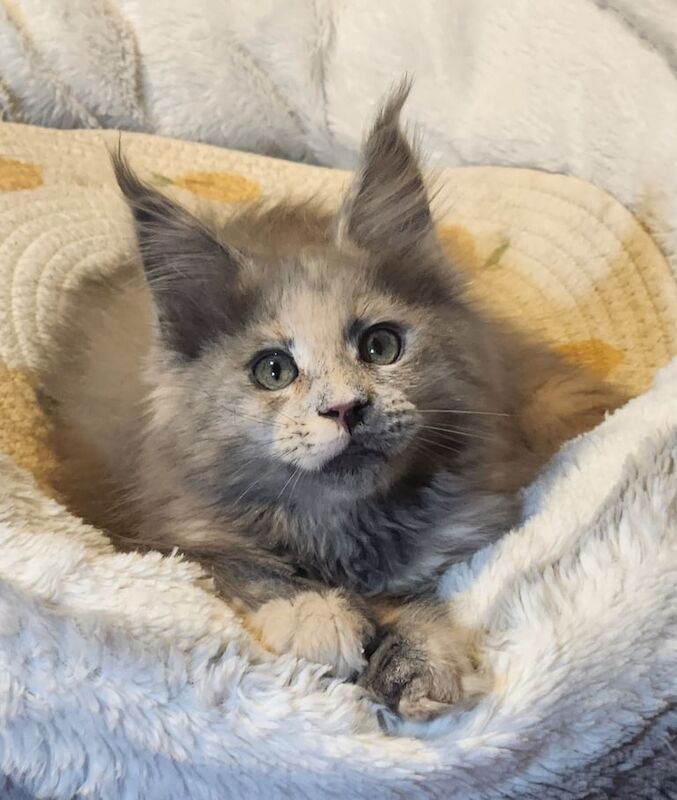 Maine Coon kittens for sale in Lozells, West Midlands – 11 weeks old - Image 2 of 3