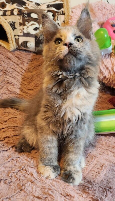 Maine Coon kittens for sale in Lozells, West Midlands – 11 weeks old - Image 3 of 3
