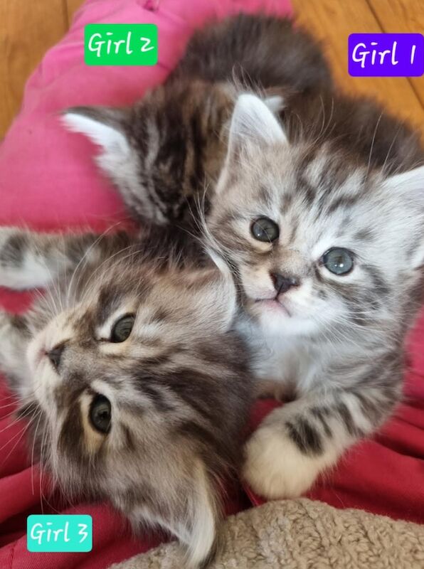 Maine Coon kittens for sale in Witney, Oxfordshire – 6 weeks old
