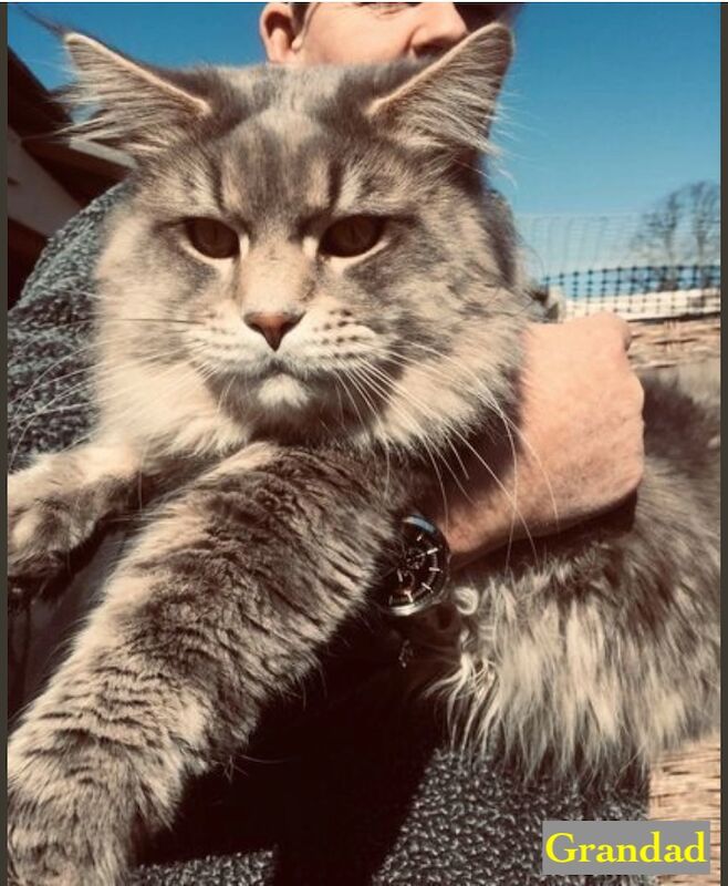 Maine Coon kittens for sale in Witney, Oxfordshire – 7 weeks old