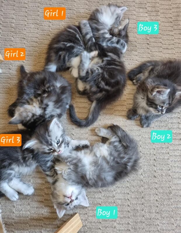 Maine Coon kittens for sale in Witney, Oxfordshire – 7 weeks old