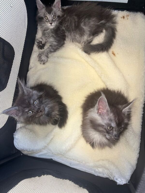 Maine Coon kittens for sale in Norwich, Norfolk – 9 weeks old