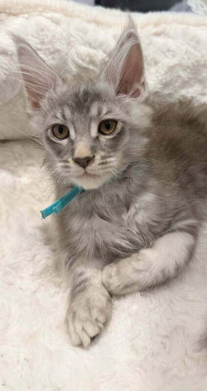 Maine Coon Kittens For Sale