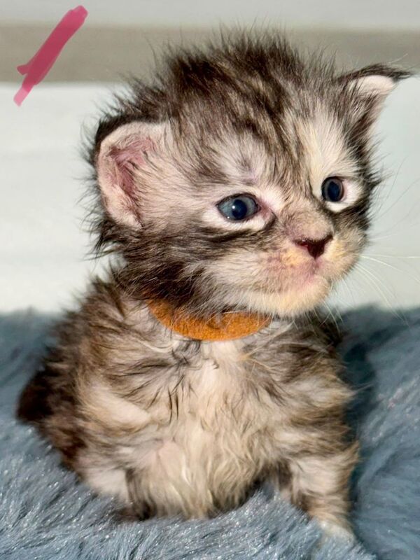 Maine Coon kittens TICA REGISTERED
