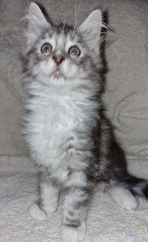 GCCF Registered Maine Coon Kittens For Sale