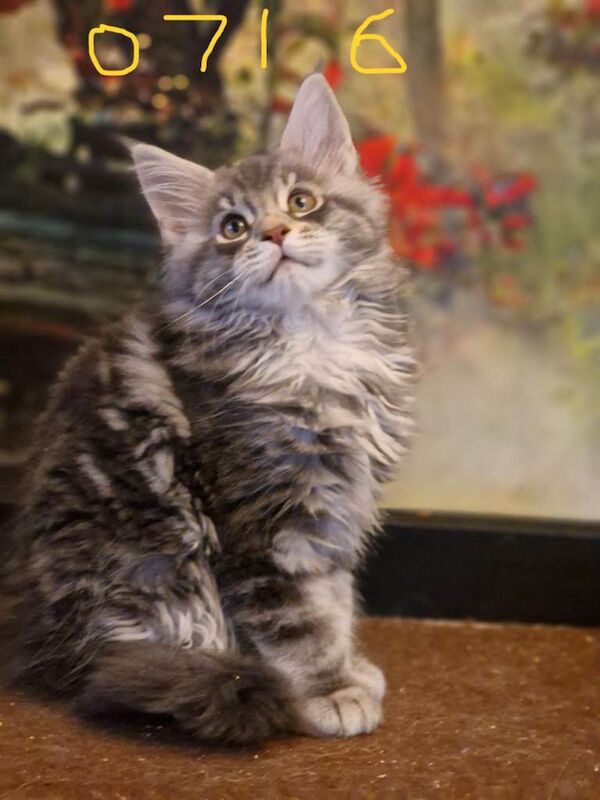 Maine Coon Kittens World Champion Blood Lines 5 boys 1 girl Silver Smokey Tabbies - Image 2 of 5