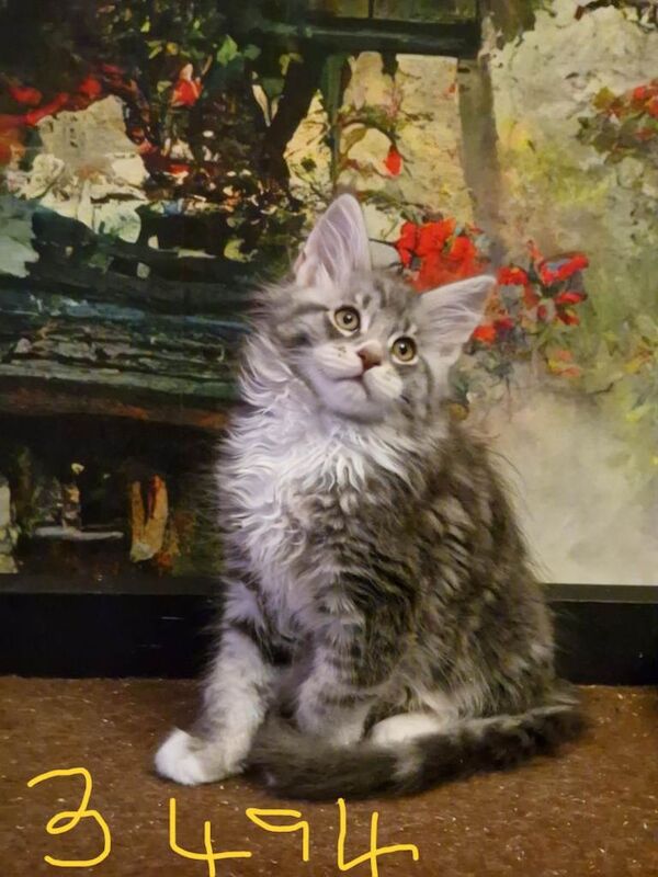 Maine Coon Kittens World Champion Blood Lines 5 boys 1 girl Silver Smokey Tabbies - Image 3 of 5