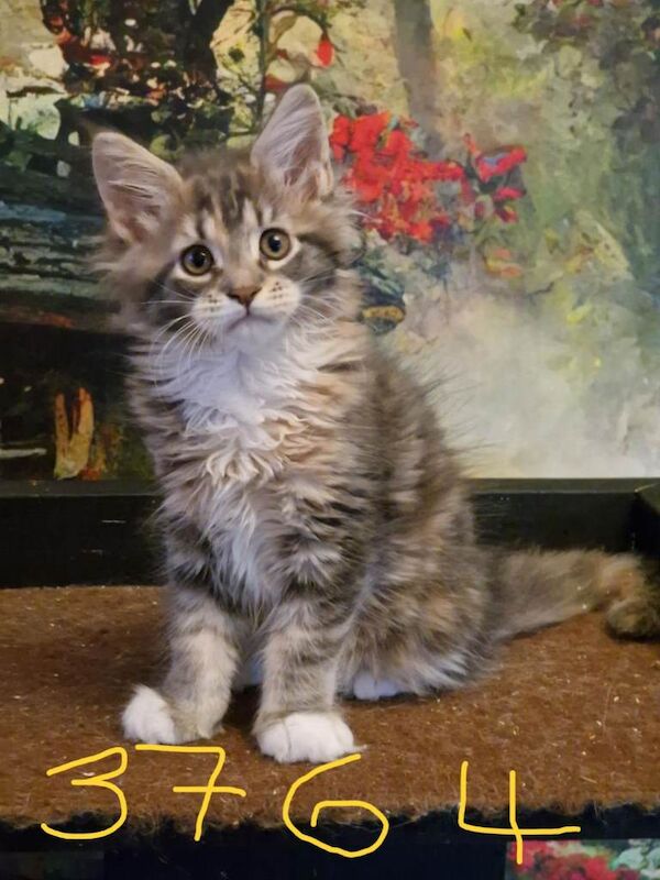 Maine Coon Kittens World Champion Blood Lines 5 boys 1 girl Silver Smokey Tabbies - Image 4 of 5