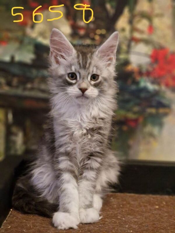 Maine Coon Kittens World Champion Blood Lines 5 boys 1 girl Silver Smokey Tabbies - Image 5 of 5