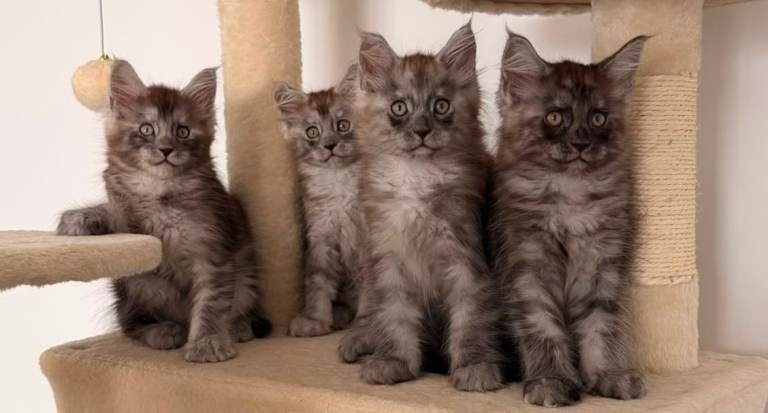 Maine Coon Kittens World Champions Bloodlines
