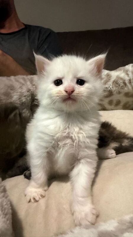 Maine Coon Kittens For Sale