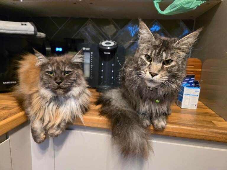 Maine Coon Kittens For Sale