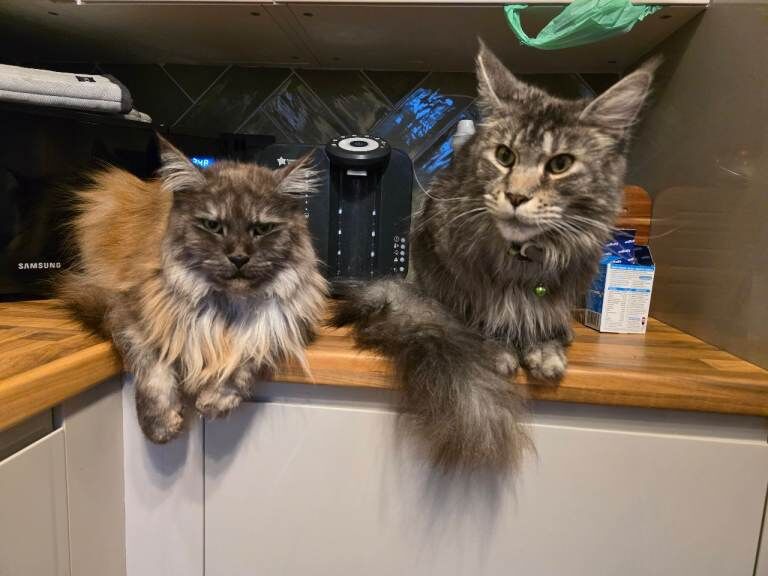 Maine coon male & female for rehoming - Image 2 of 6