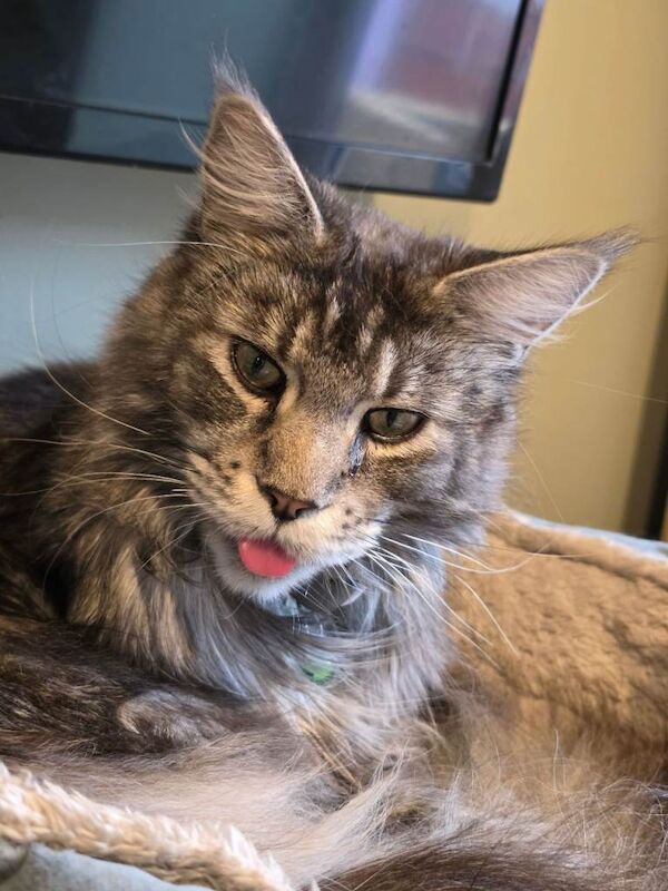 Maine coon male & female for rehoming - Image 3 of 6