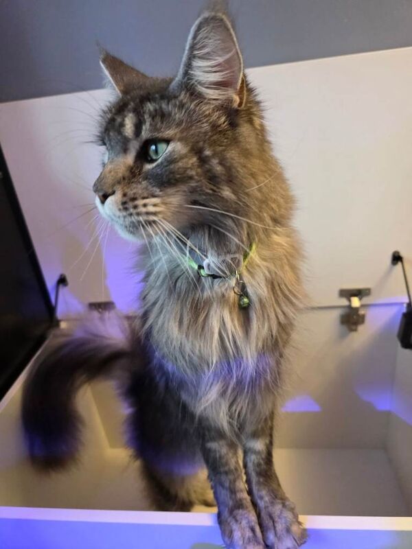 Maine coon male & female for rehoming - Image 4 of 6