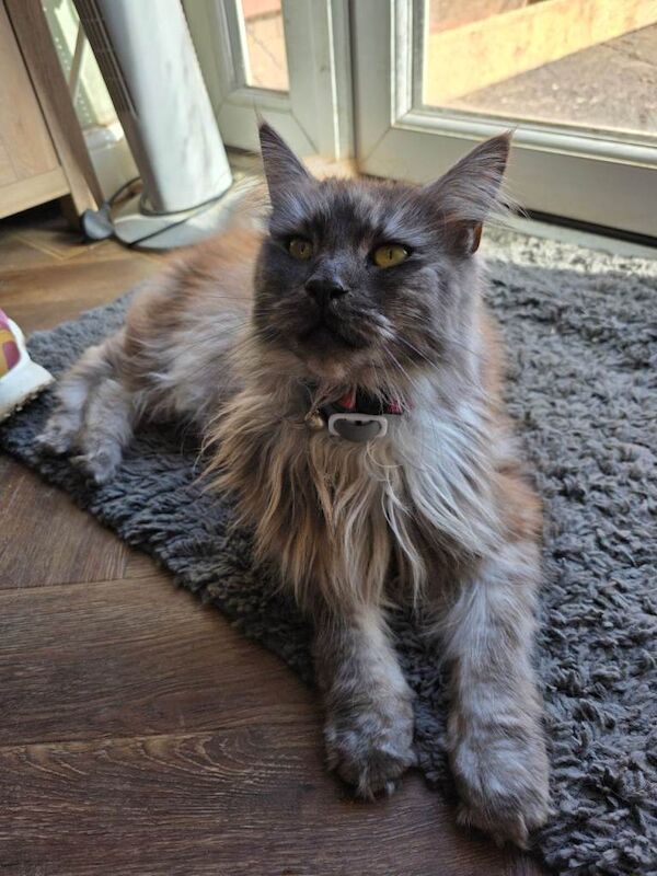 Maine coon male & female for rehoming - Image 5 of 6
