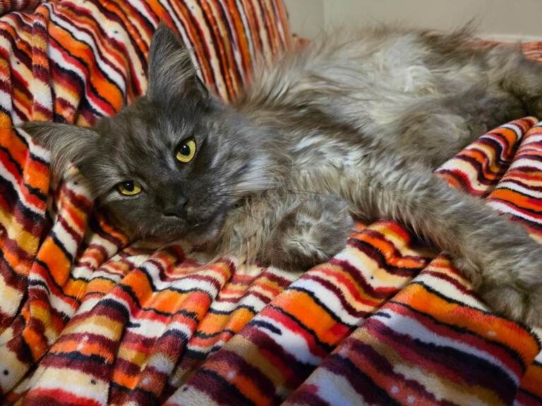 Maine coon male & female for rehoming - Image 6 of 6