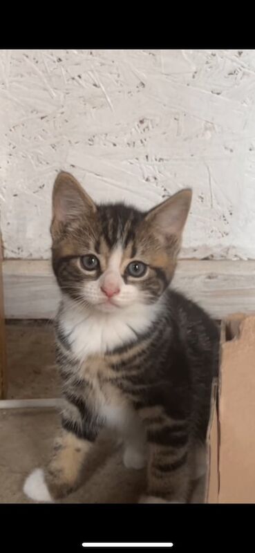 Maine Coon kittens for sale in Ilford, Greater London – 7 weeks old