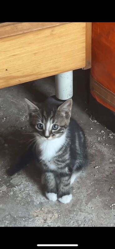 Maine Coon kittens for sale in Ilford, Greater London – 7 weeks old - Image 2 of 3