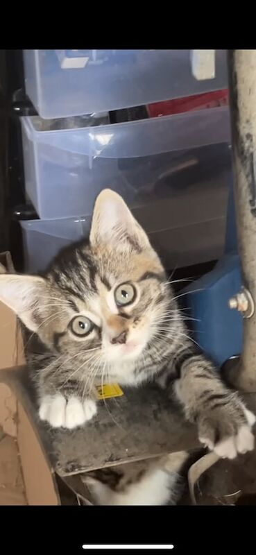 Maine Coon kittens for sale in Ilford, Greater London – 7 weeks old - Image 3 of 3