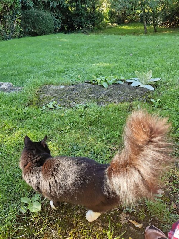 Maine Coon kittens for sale in Witney, Oxfordshire – 3 years old