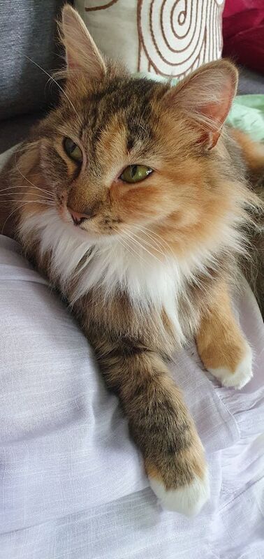 Maine Coon kittens for sale in Witney, Oxfordshire – 3 years old - Image 2 of 3