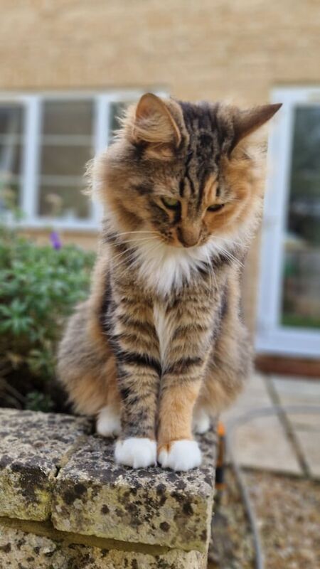 Maine Coon kittens for sale in Witney, Oxfordshire – 3 years old - Image 3 of 3