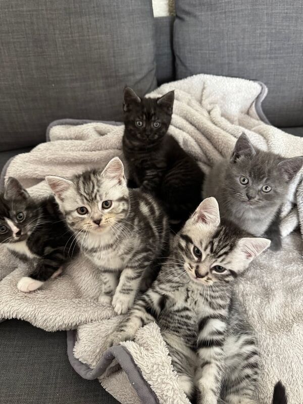 Maine Coon kittens for sale in Wolverhampton, West Midlands – 9 weeks old