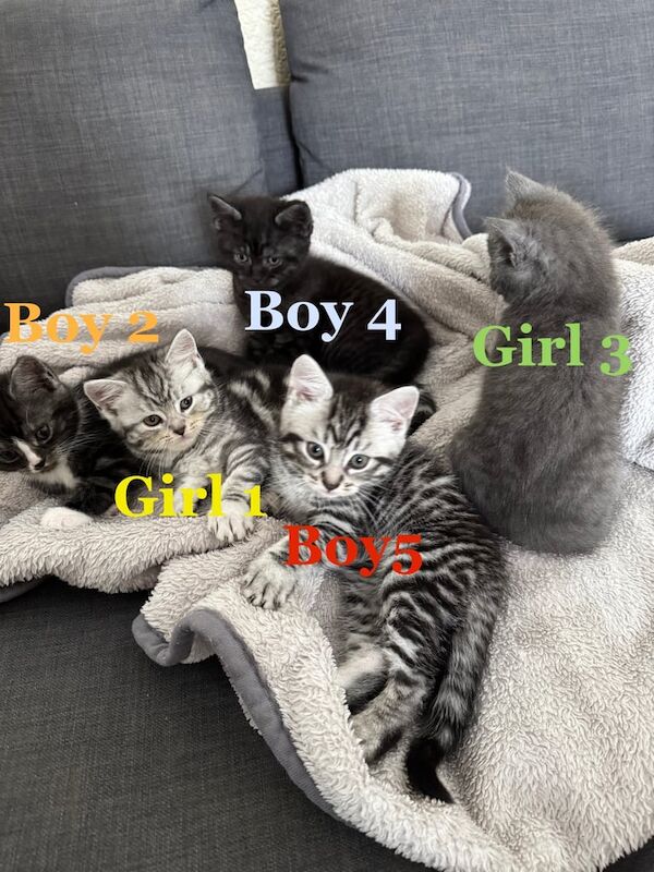 Maine Coon kittens for sale in Wolverhampton, West Midlands – 12 weeks old - Image 2 of 3