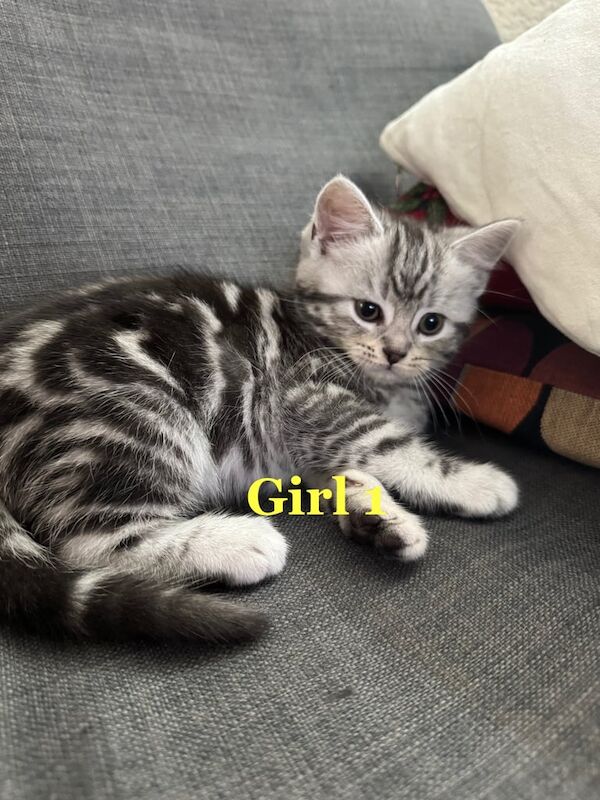 Maine Coon kittens for sale in Wolverhampton, West Midlands – 12 weeks old - Image 3 of 3