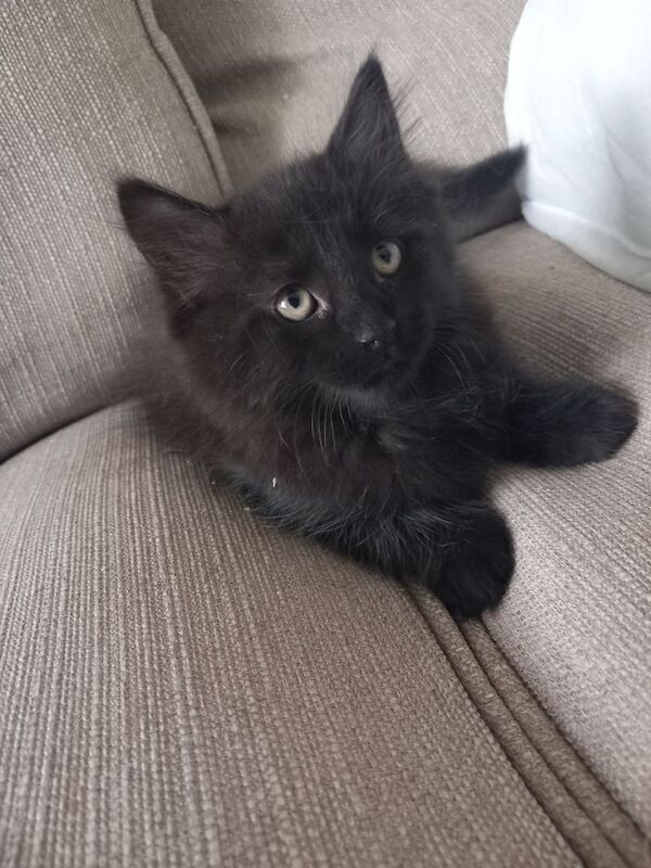 Maine Coon kittens for sale in Fakenham, Norfolk – 3 months old - Image 2 of 6