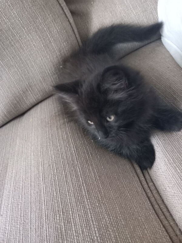 Maine Coon kittens for sale in Fakenham, Norfolk – 3 months old - Image 3 of 6