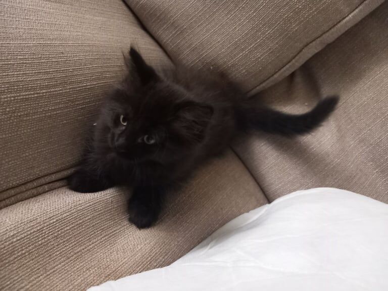 Maine Coon kittens for sale in Fakenham, Norfolk – 3 months old - Image 4 of 6