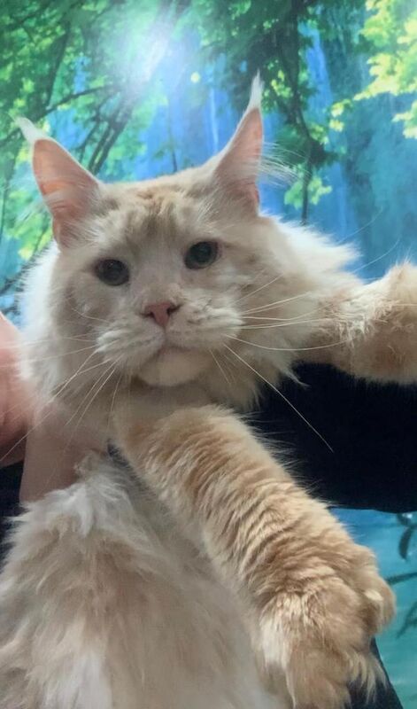 Maine Coon kittens for sale in Victoria Park, Bristol – 2 years old