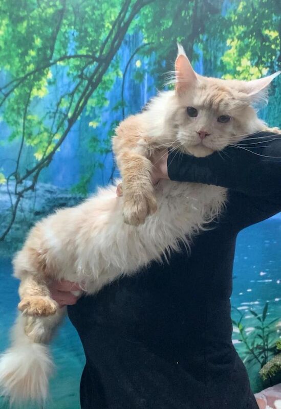 Maine Coon kittens for sale in Victoria Park, Bristol – 2 years old - Image 2 of 4