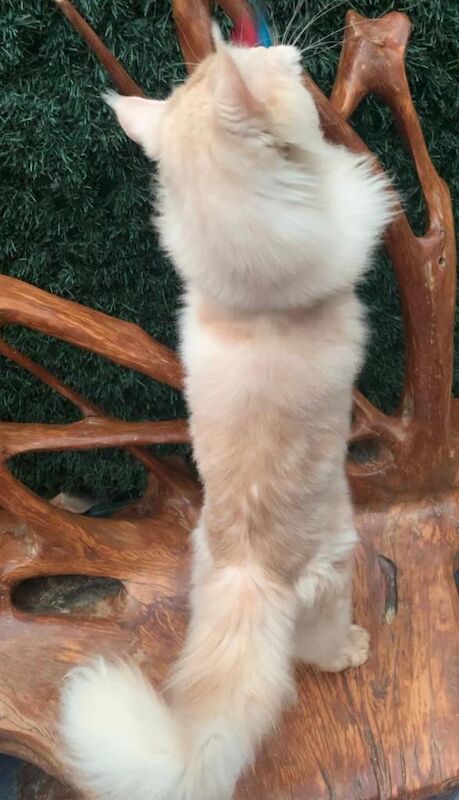 Maine Coon kittens for sale in Victoria Park, Bristol – 2 years old - Image 3 of 4