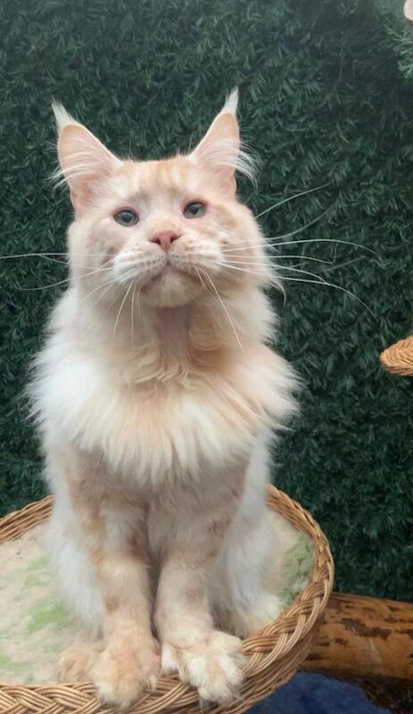 Maine Coon kittens for sale in Victoria Park, Bristol – 2 years old - Image 4 of 4