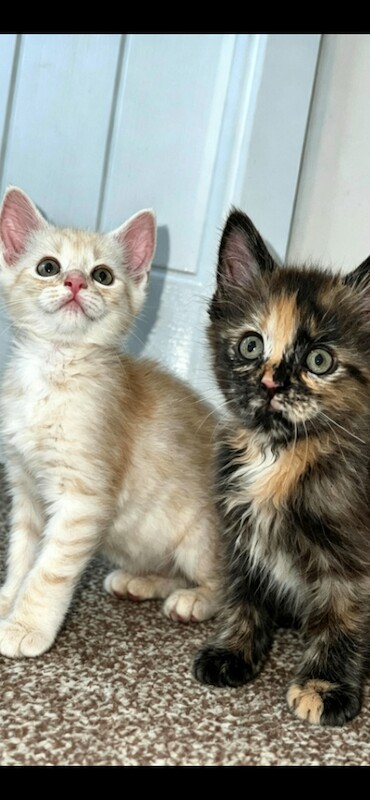 Maine coon only 2 left out of 7