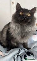 maine coon pedigree boy for sale in Oldham, Greater Manchester | Image 2