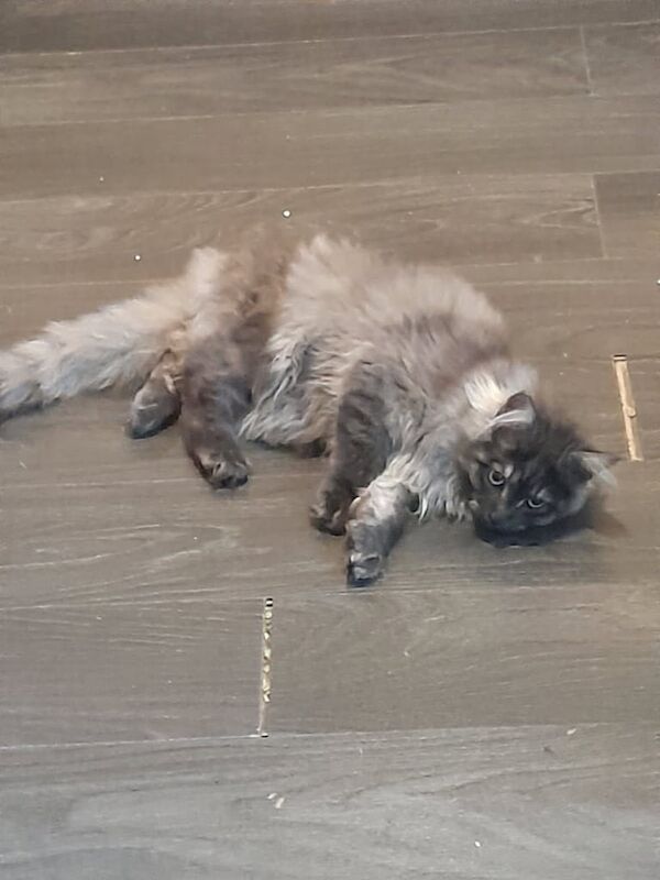 maine coon pedigree boy for sale in Oldham, Greater Manchester | Image 3