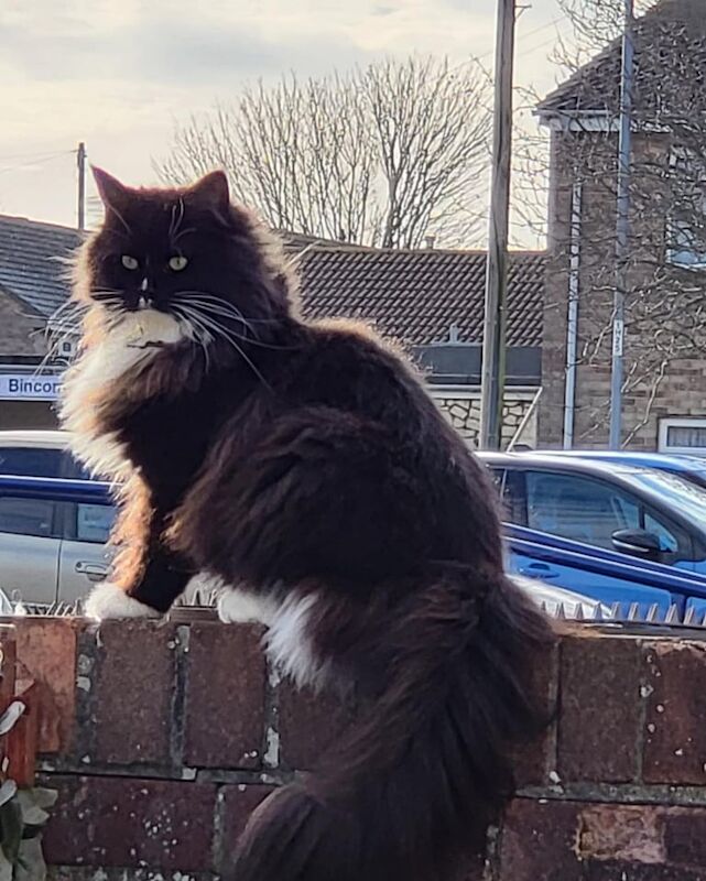 Maine Coon kittens for sale in Weymouth, Dorset – 1 year old