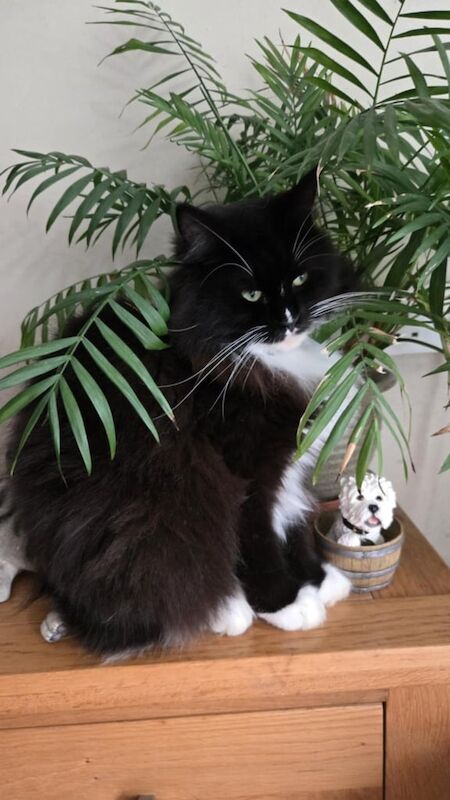 Maine Coon kittens for sale in Weymouth, Dorset – 1 year old - Image 2 of 3