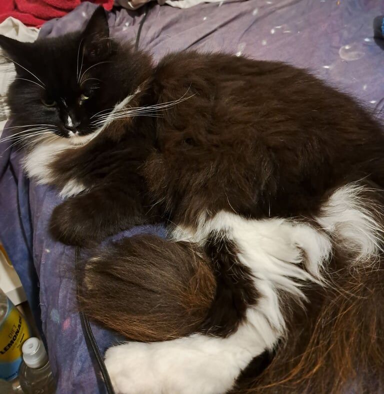 Maine Coon kittens for sale in Weymouth, Dorset – 1 year old - Image 3 of 3