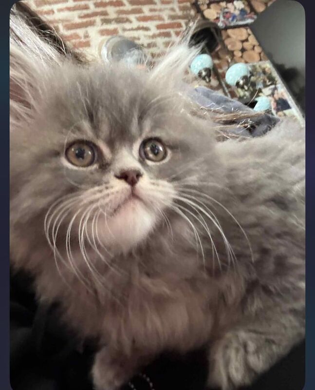 Maine Coon kittens for sale in Randalstown, County Antrim – 8 weeks old