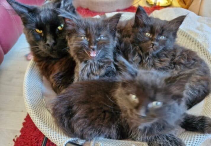 Maine Coon kittens for sale in Atherstone, Warwickshire – 8 weeks old