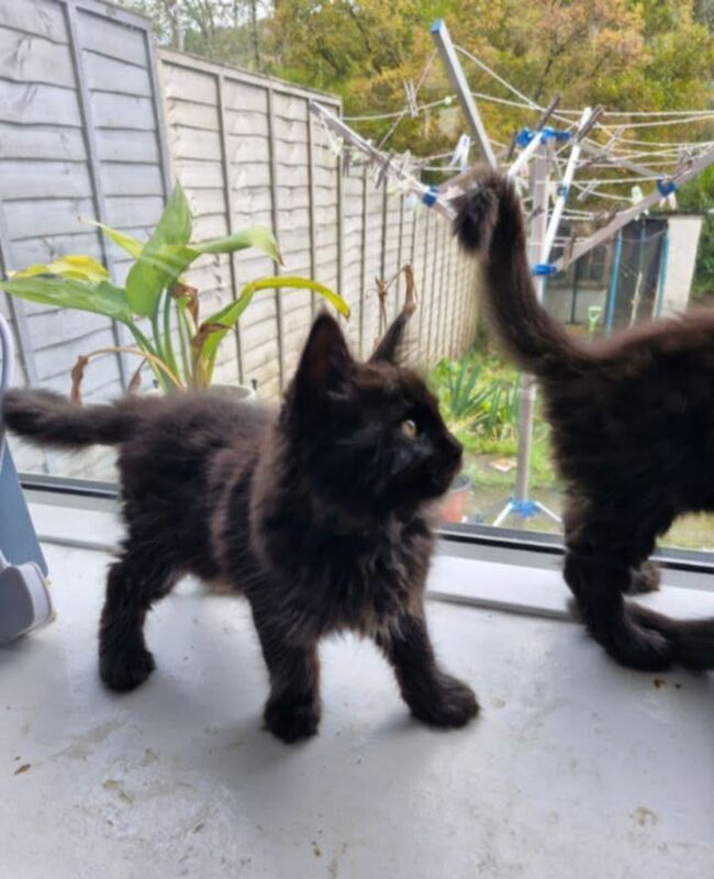 Maine Coon kittens for sale in Atherstone, Warwickshire – 8 weeks old - Image 2 of 5