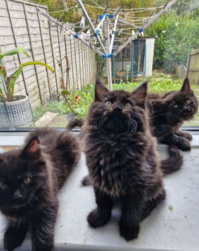 Maine Coon kittens for sale in Atherstone, Warwickshire – 8 weeks old - Image 3 of 5